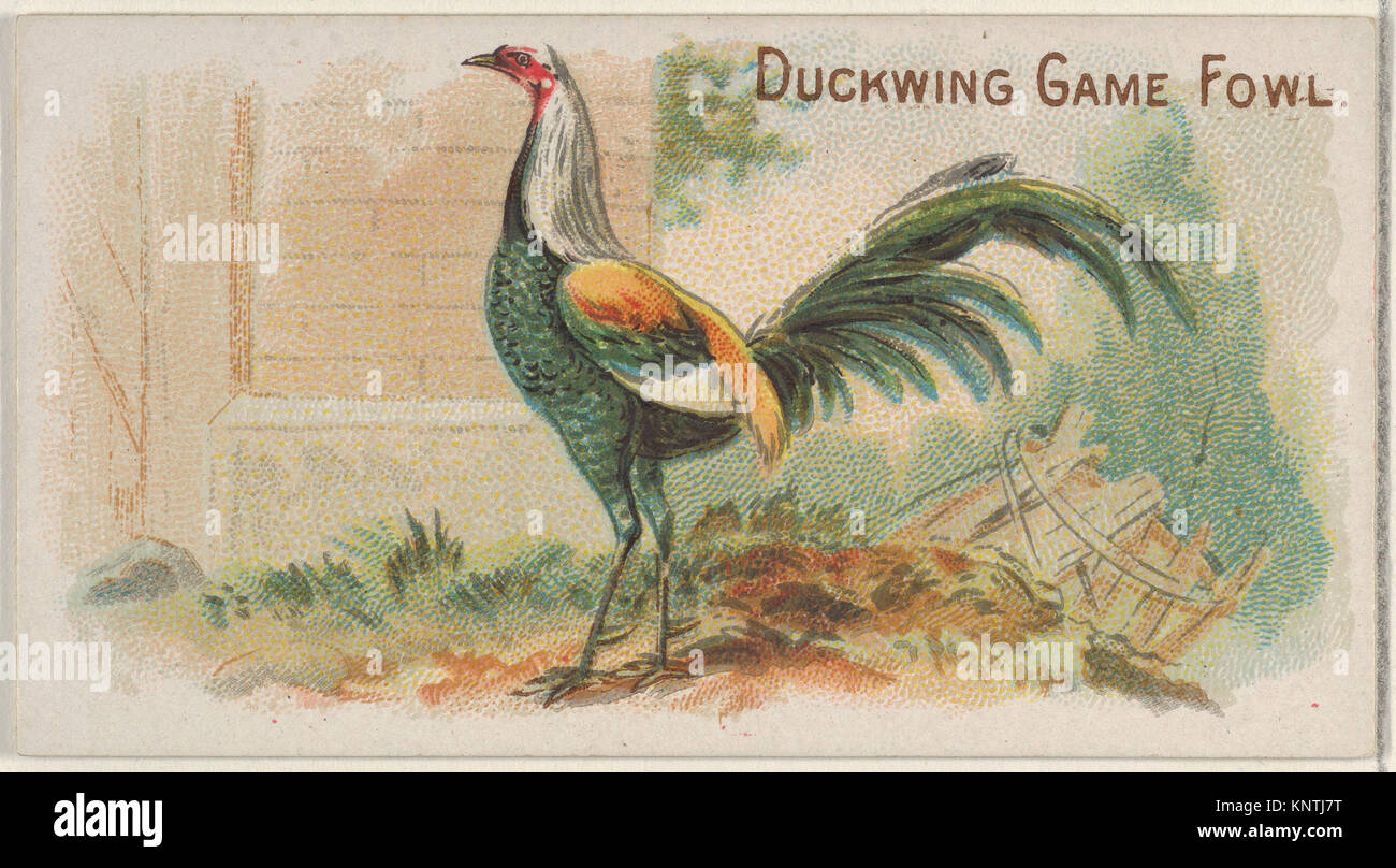 Duckwing hi-res stock photography and images - Alamy