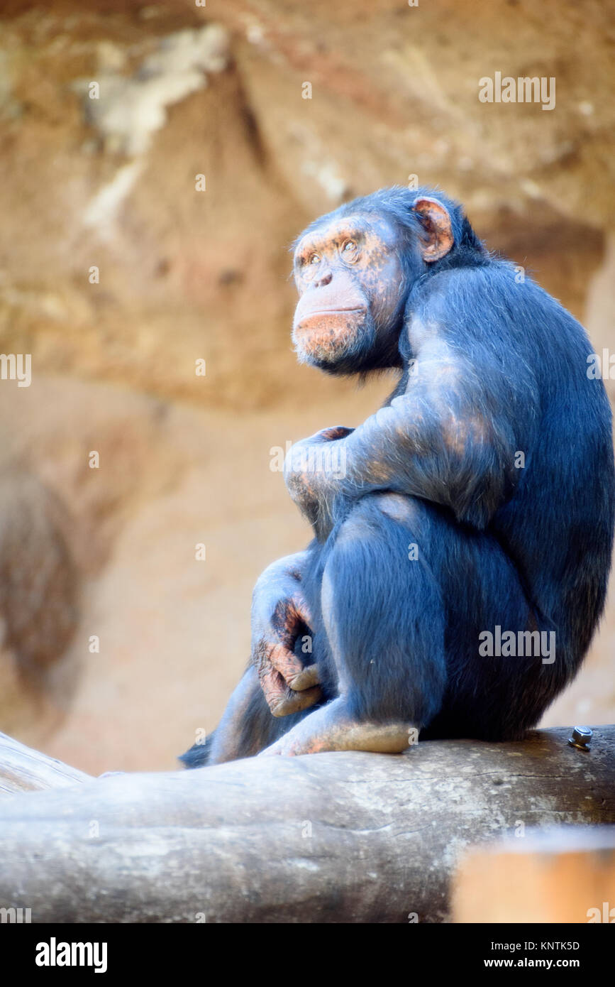 A thoughtful chimpanzee at Loro Parque Stock Photo