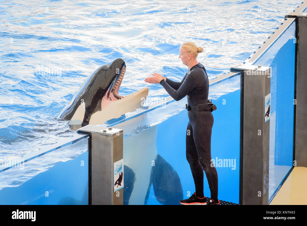 A killer whale being fed fish by a trainer at Loro Parque Stock Photo