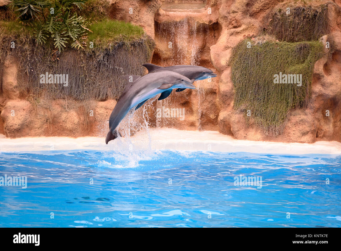 Two dolphins jumping out of the water at Loro Parque Stock Photo