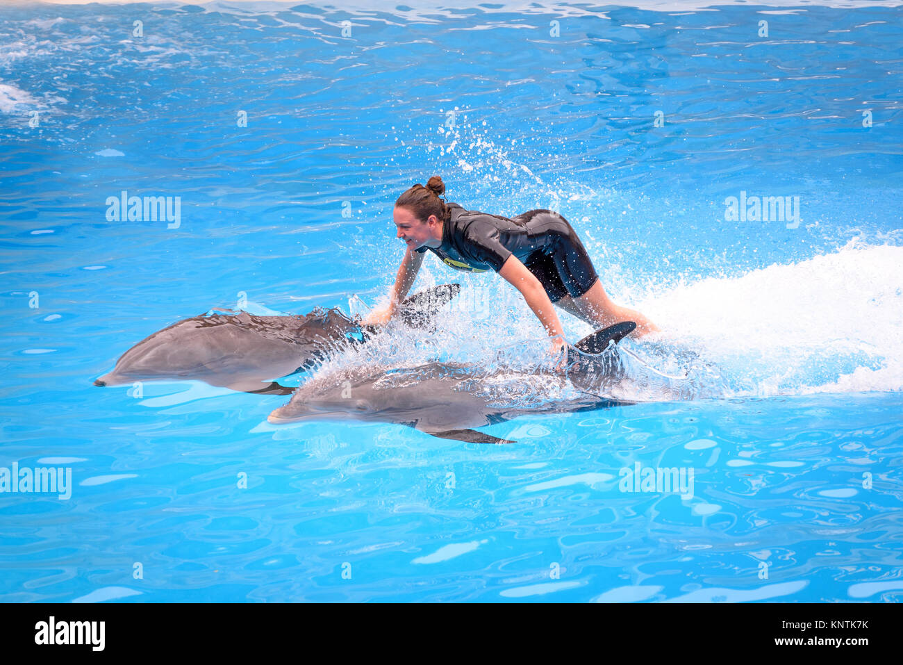 A trainer person riding across the water on the back of two dolphins at Loro Parque Stock Photo