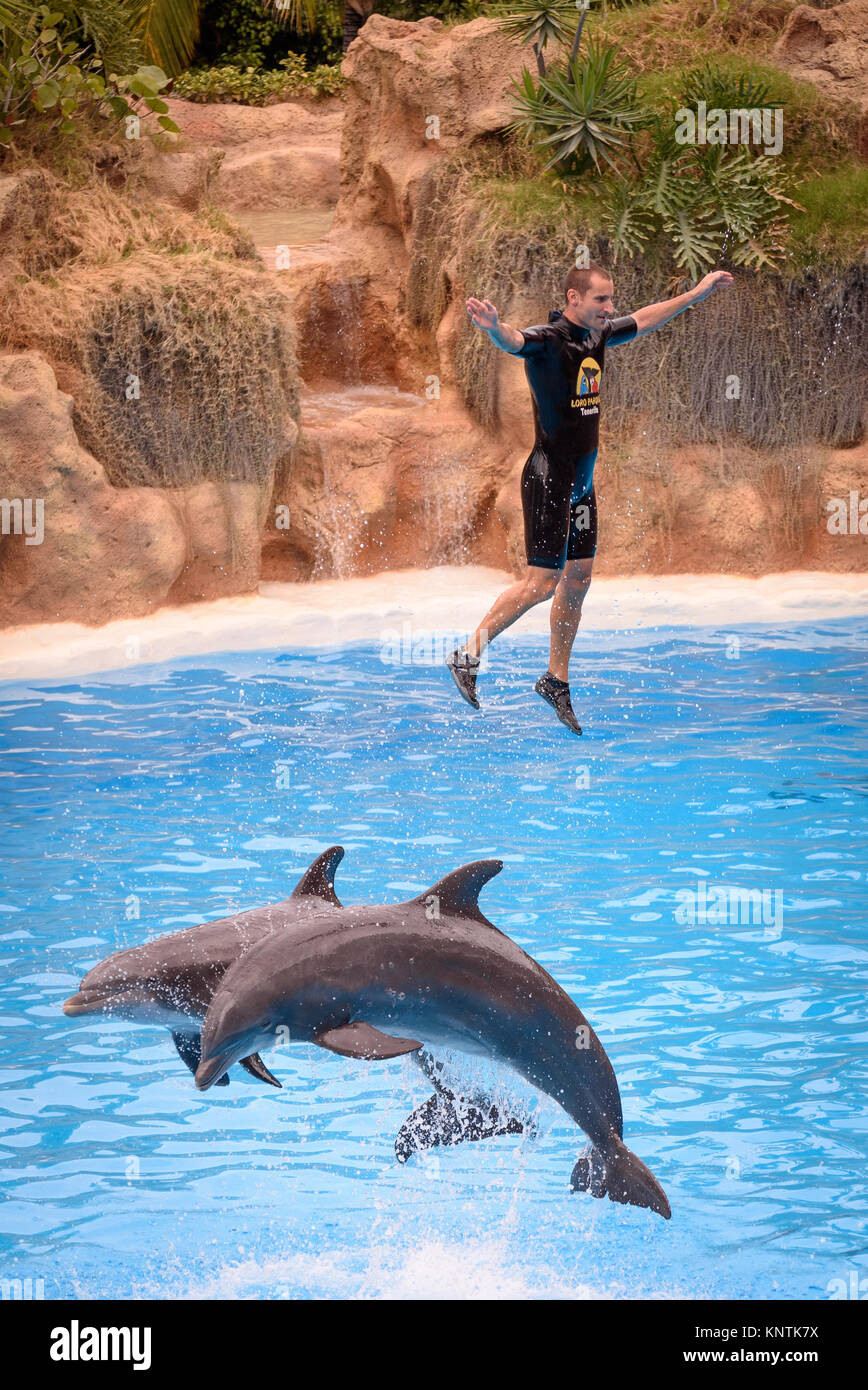Loro parque dolphin hi-res stock photography and images - Alamy
