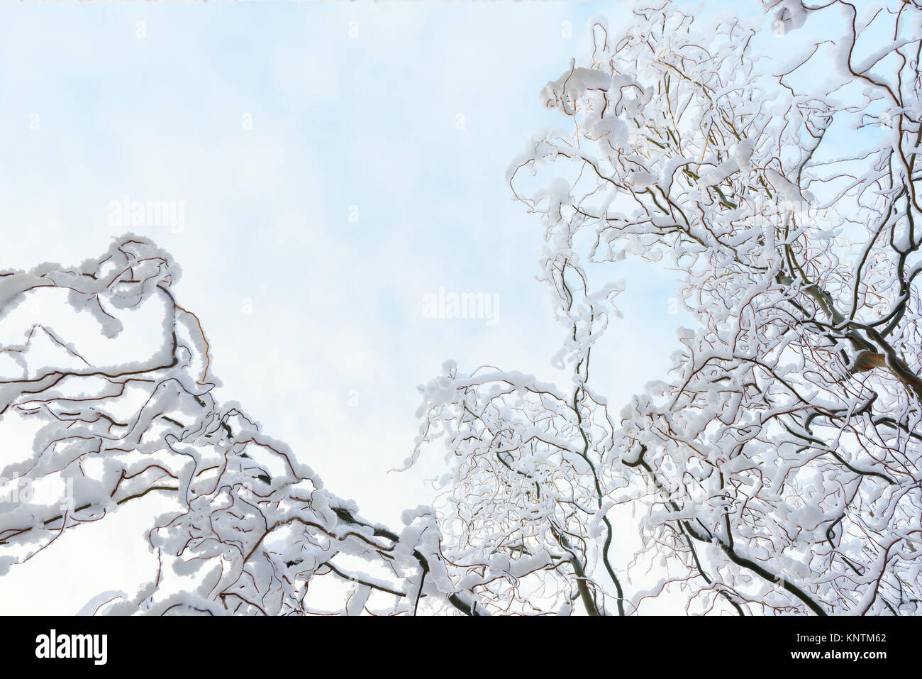 Beautyful winter background with snowy branches Stock Photo