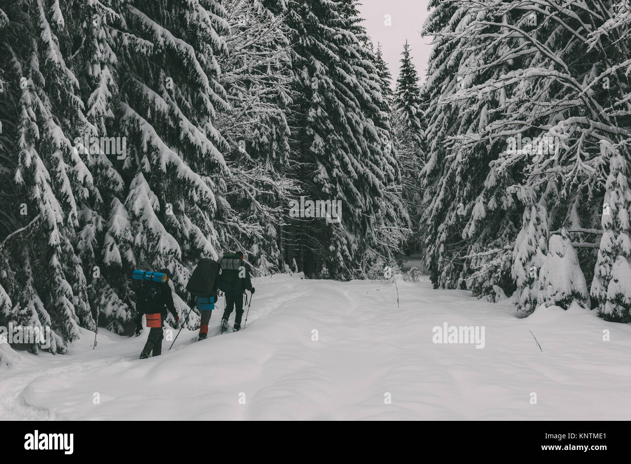 Three tourists with a backpacks in the snowy forest Stock Photo