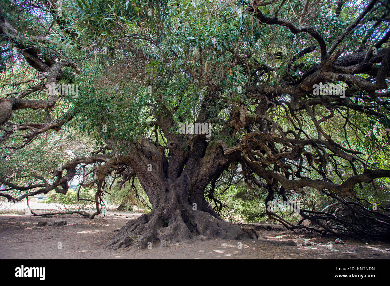 World Oldest Olive Tree Olea Europaea 4000 Years Old Santo Stock world-oldest-olive-tree-olea-europaea-4000-years-old-santo-stock