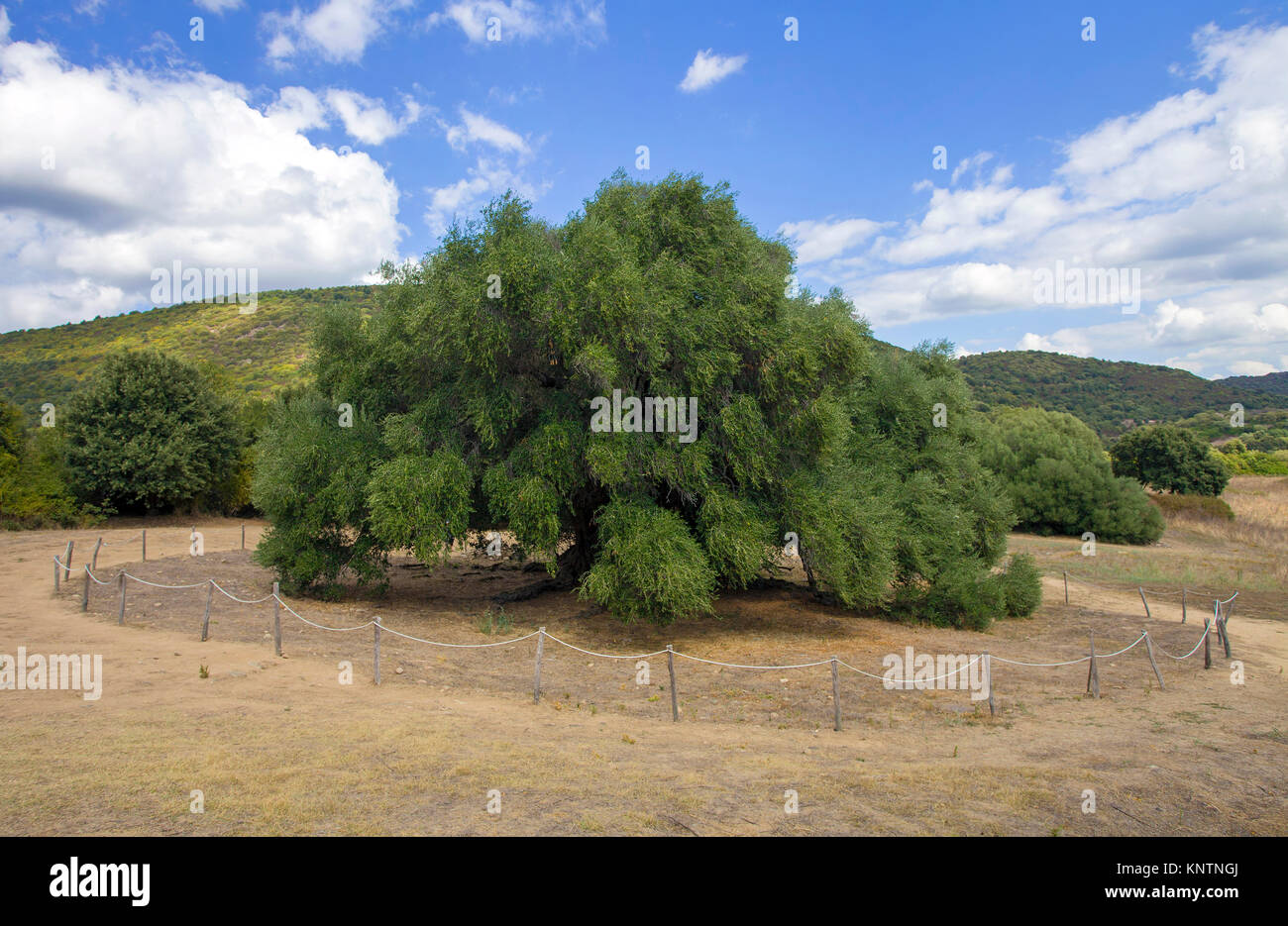 World oldest olive tree (Olea europaea), 4000 years old, Santo Baltolu di Carana at Luras, Lago di Liscia, Gallura, Sardinia, Italy Stock Photo