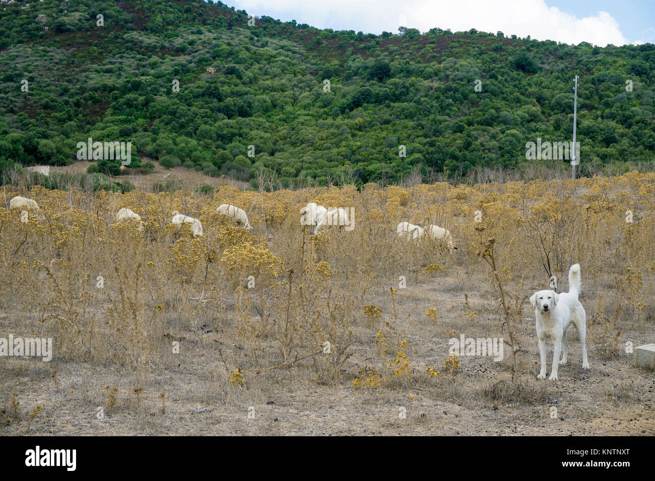 Sheepdog guards sheeps at Luras, Gallura, Sardinia, Italy Stock Photo