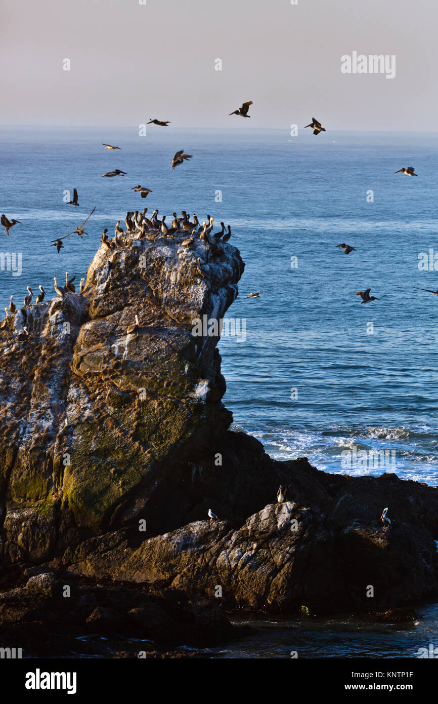 Rock pigeon nest hi res stock photography and images alamy