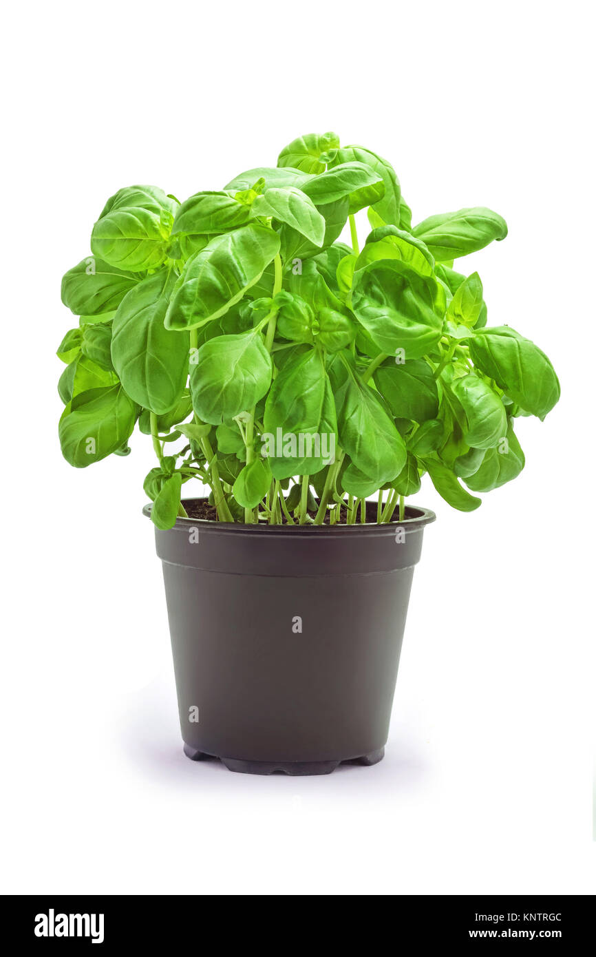 basil plant in pot studio shot Stock Photo - Alamy