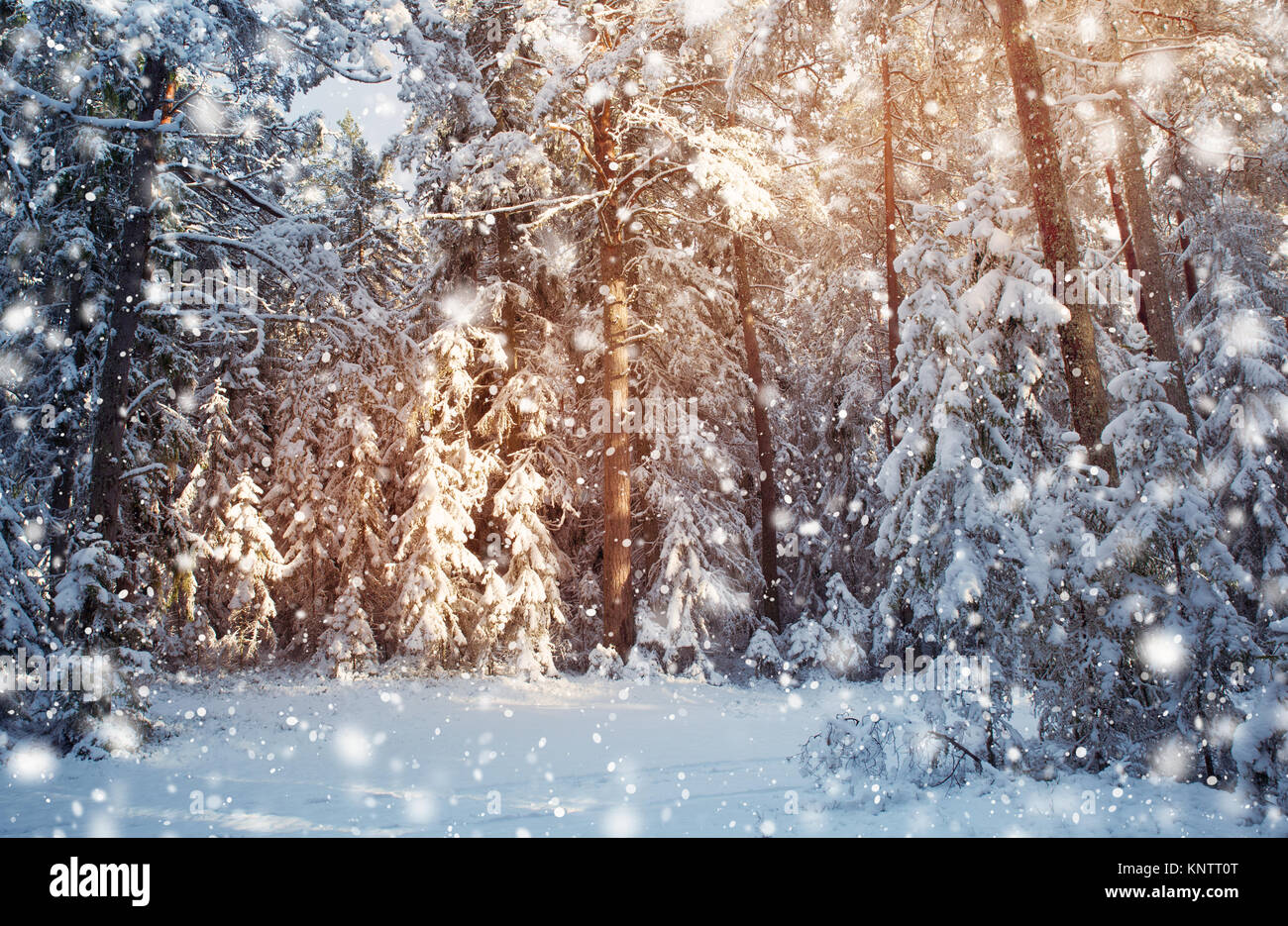Winter Tree Entourage Tree in winter landscape Stock Photo - Alamy