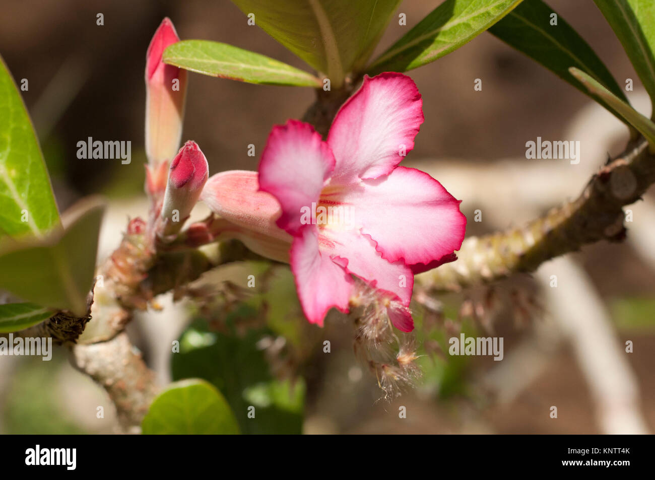 Desert Rose in bloom Stock Photo Alamy
