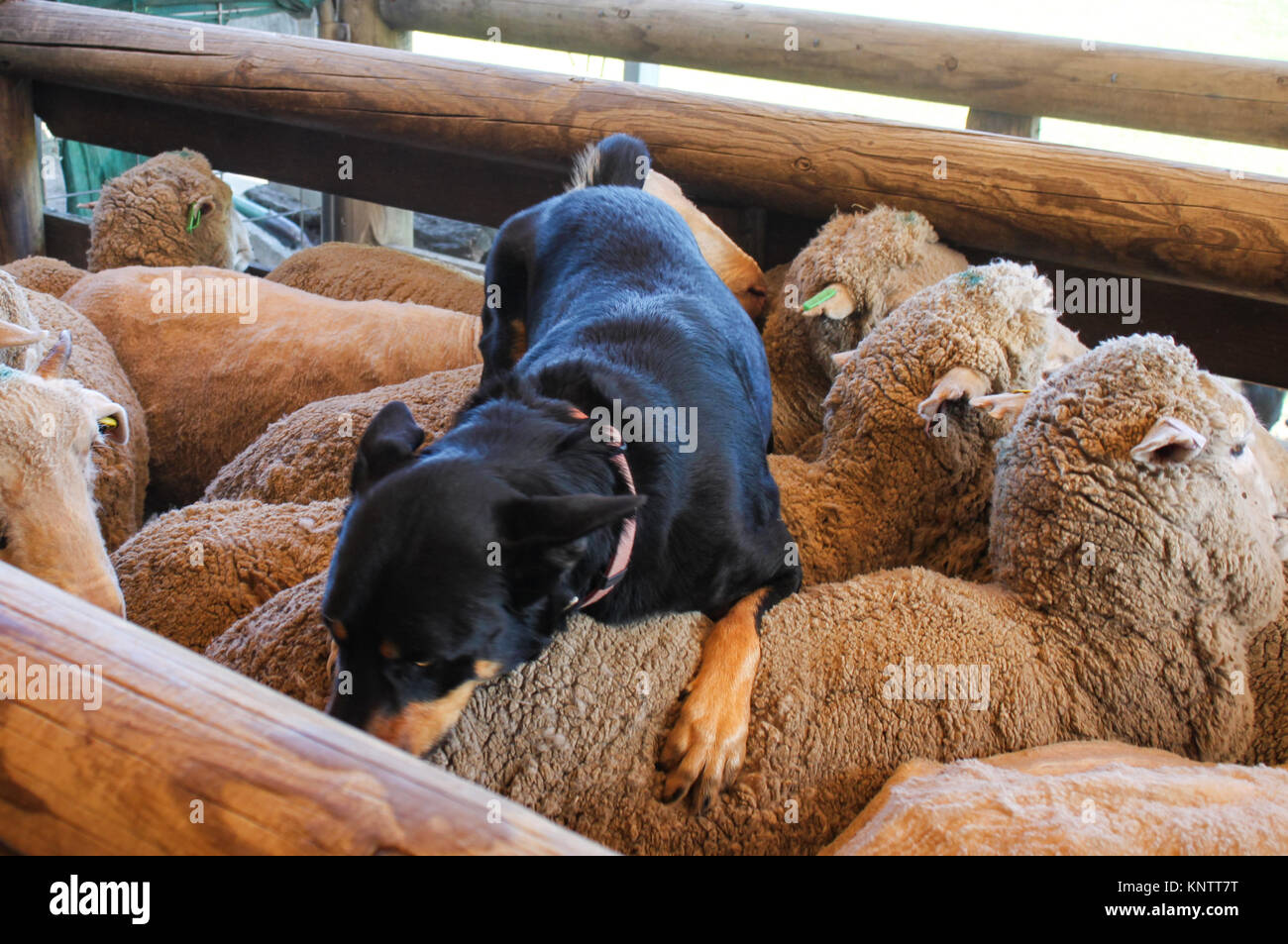 A proud sheepdog crouches on the back of the sheep he just coralled in a wooden pen in Australia Stock Photo