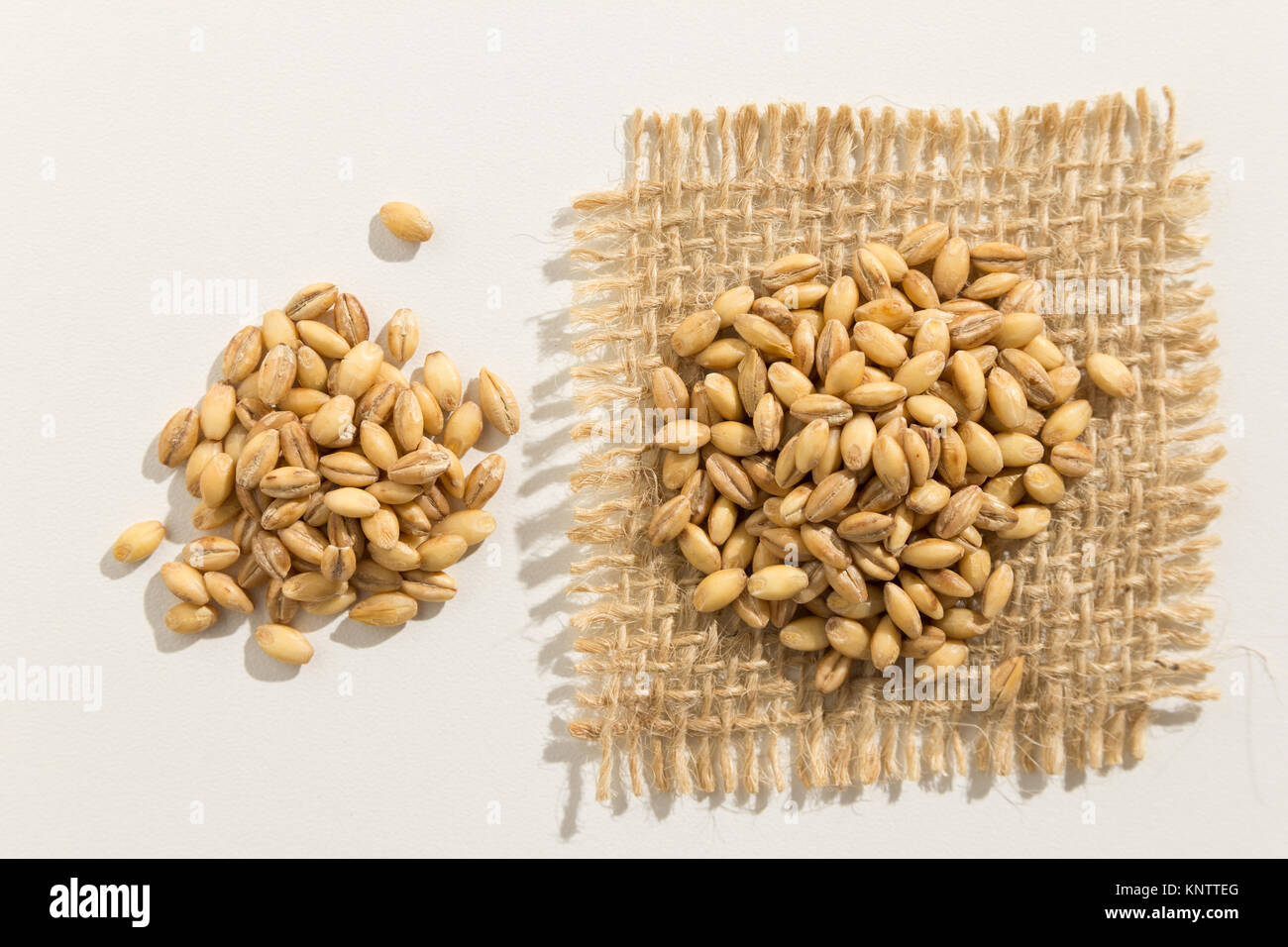 Hordeum vulgare is scientific name of Barley cereal grain. Also known