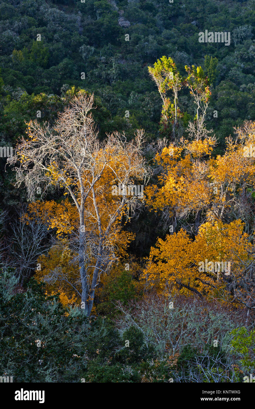 Autumn trees in GARZAS CANYON - CARMEL VALLEY, CALIFORNIA Stock Photo