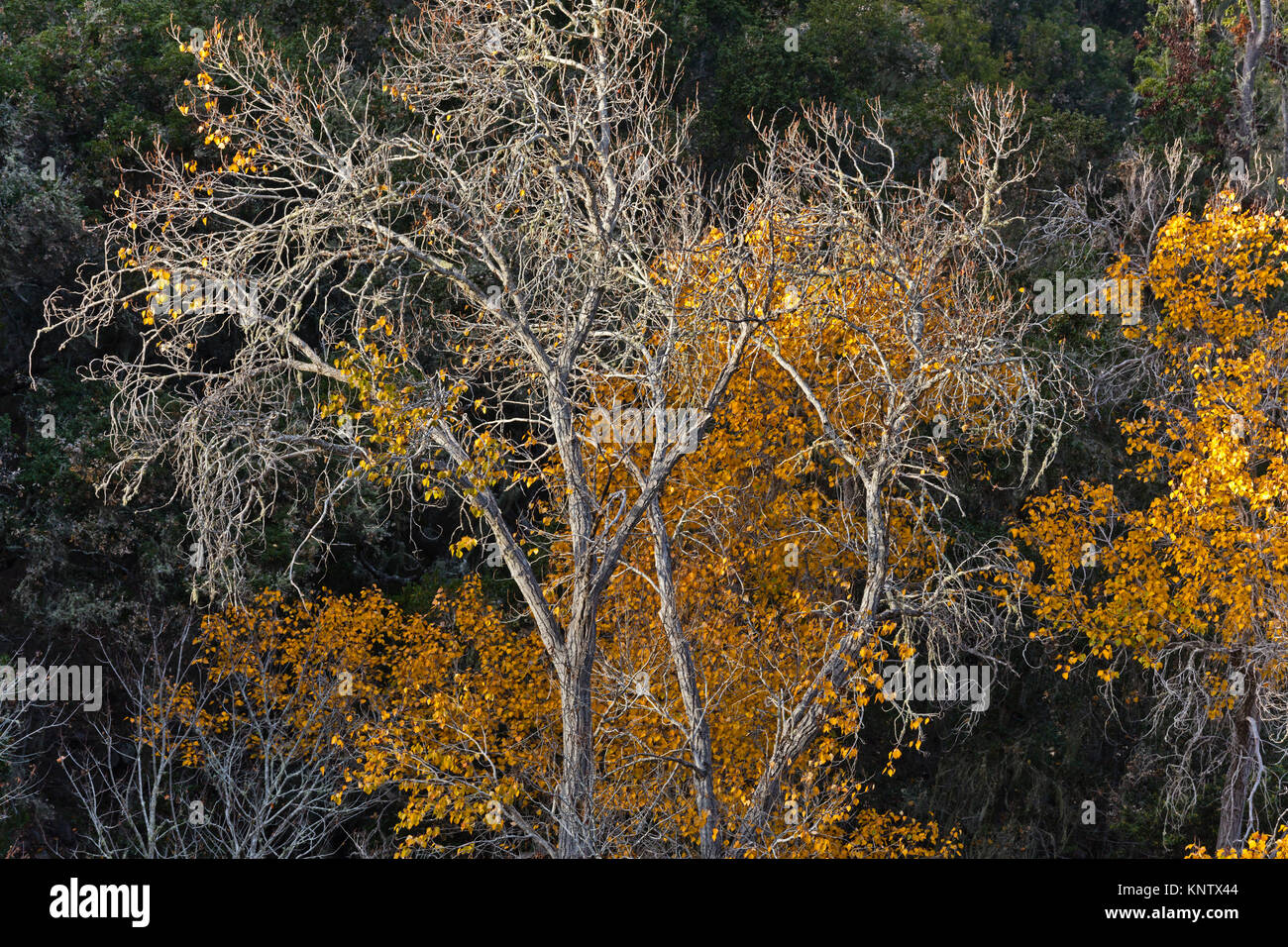 Autumn trees in GARZAS CANYON - CARMEL VALLEY, CALIFORNIA Stock Photo