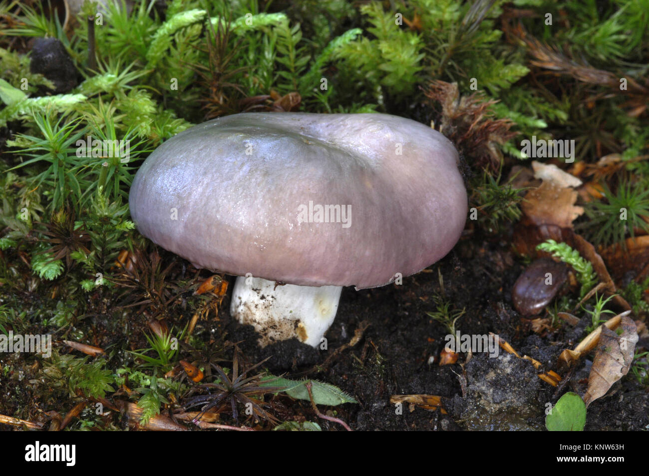 Charcoal Burner Russula cyanoxantha Stock Photo Alamy