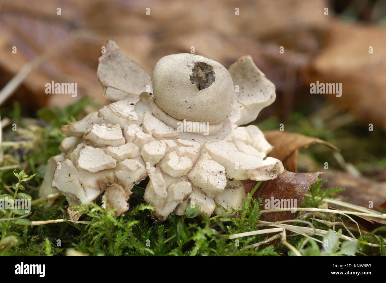 Rosy Earthstar - Geastrum rufescens Stock Photo