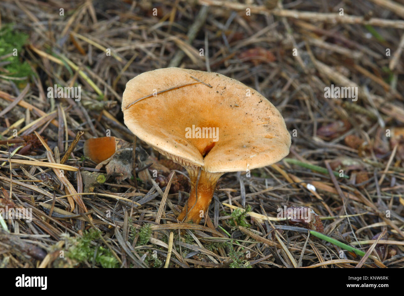 False Chanterelle - Hygrophoropsis aurantiaca Stock Photo