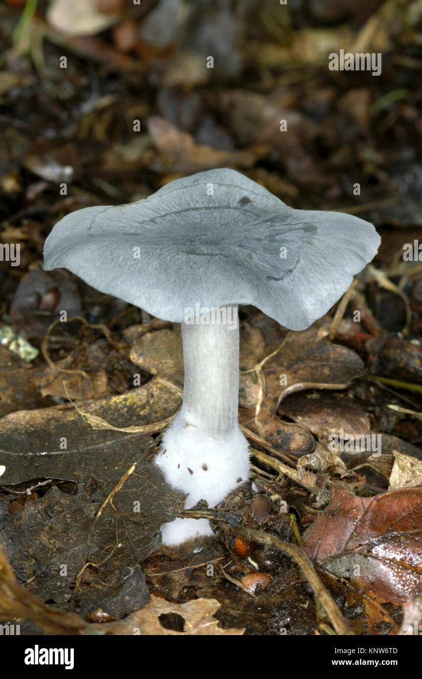 Aniseed Funnel - Clitocybe odora Stock Photo