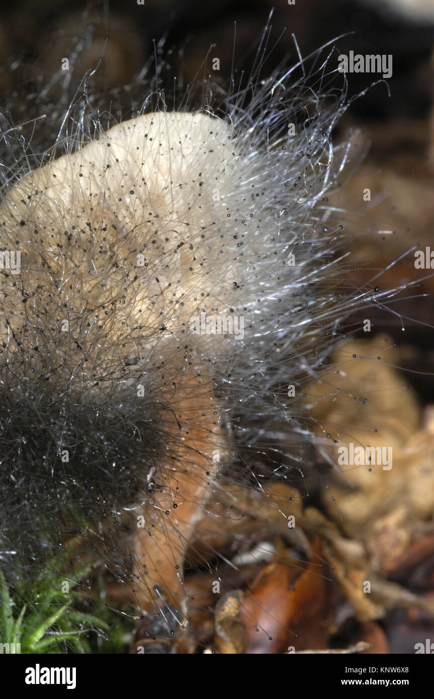 Mouldy toadstool Stock Photo