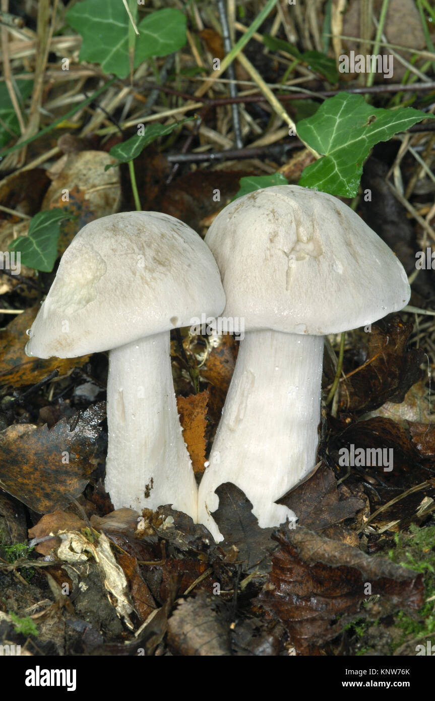 Livid Pinkgill Entoloma Sinuatum Stock Photo Alamy