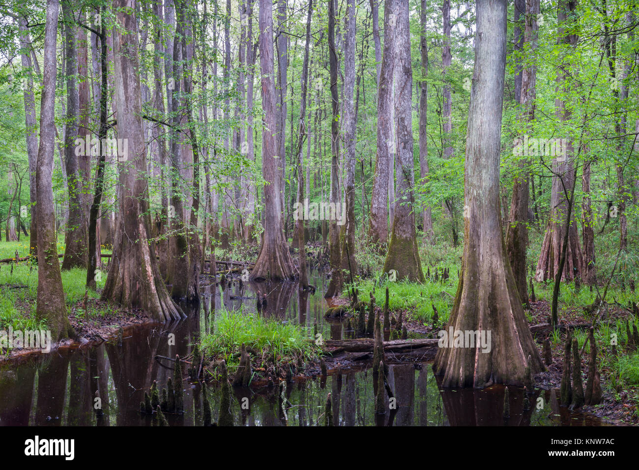 Congaree National Park view from boardwalk showing Bald Cypress and ...