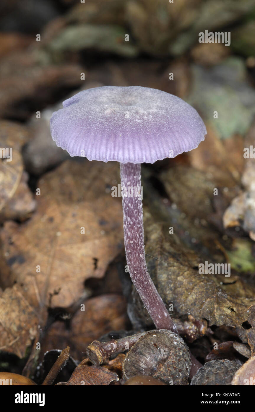 Amethyst Deceiver - Laccaria amethystina Stock Photo