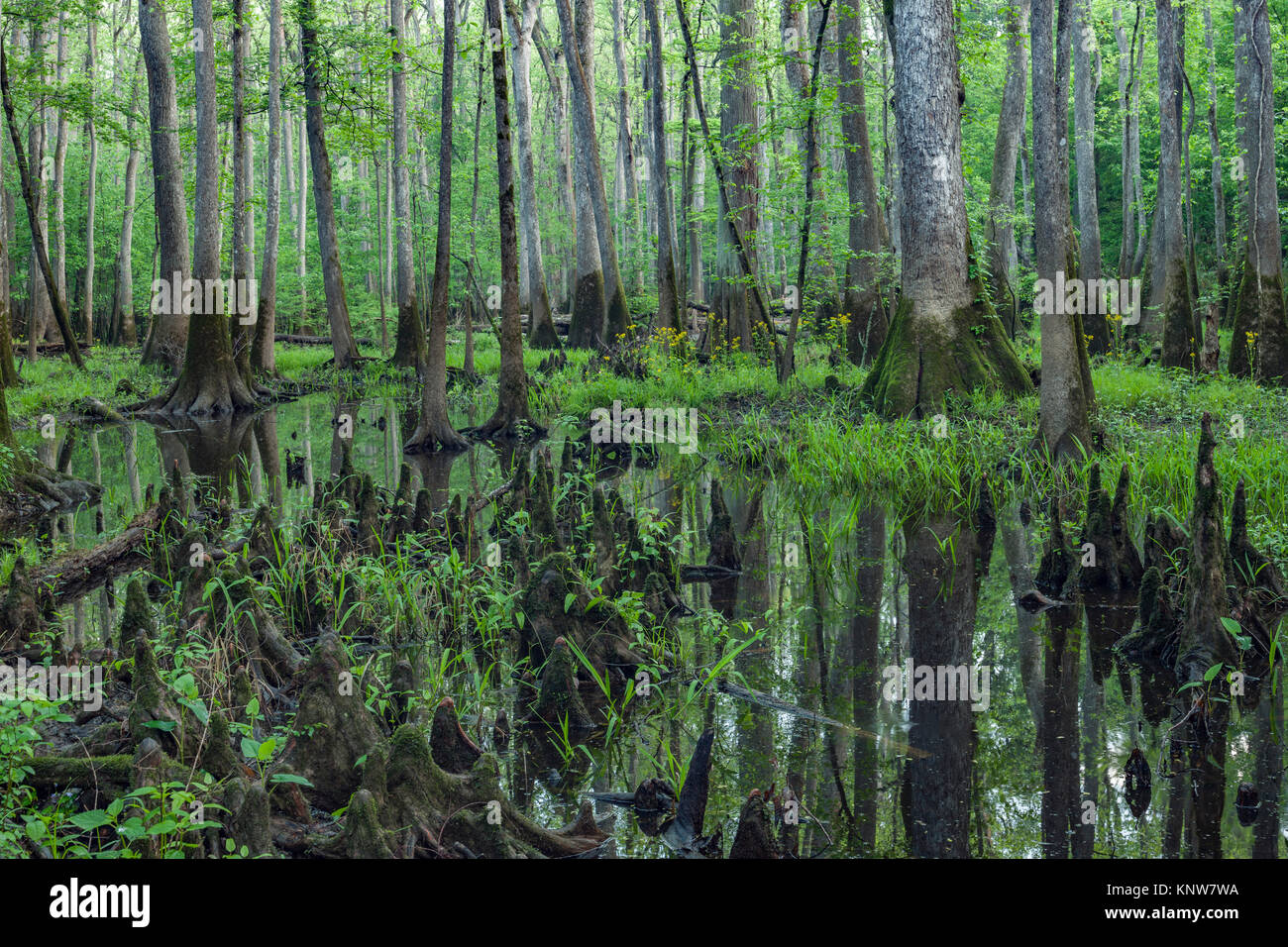 Congaree National Park water filled slough with Water Tupelo (Nyssa aquatica) trees in South Carolina. Note the many tupelo knees. Stock Photo