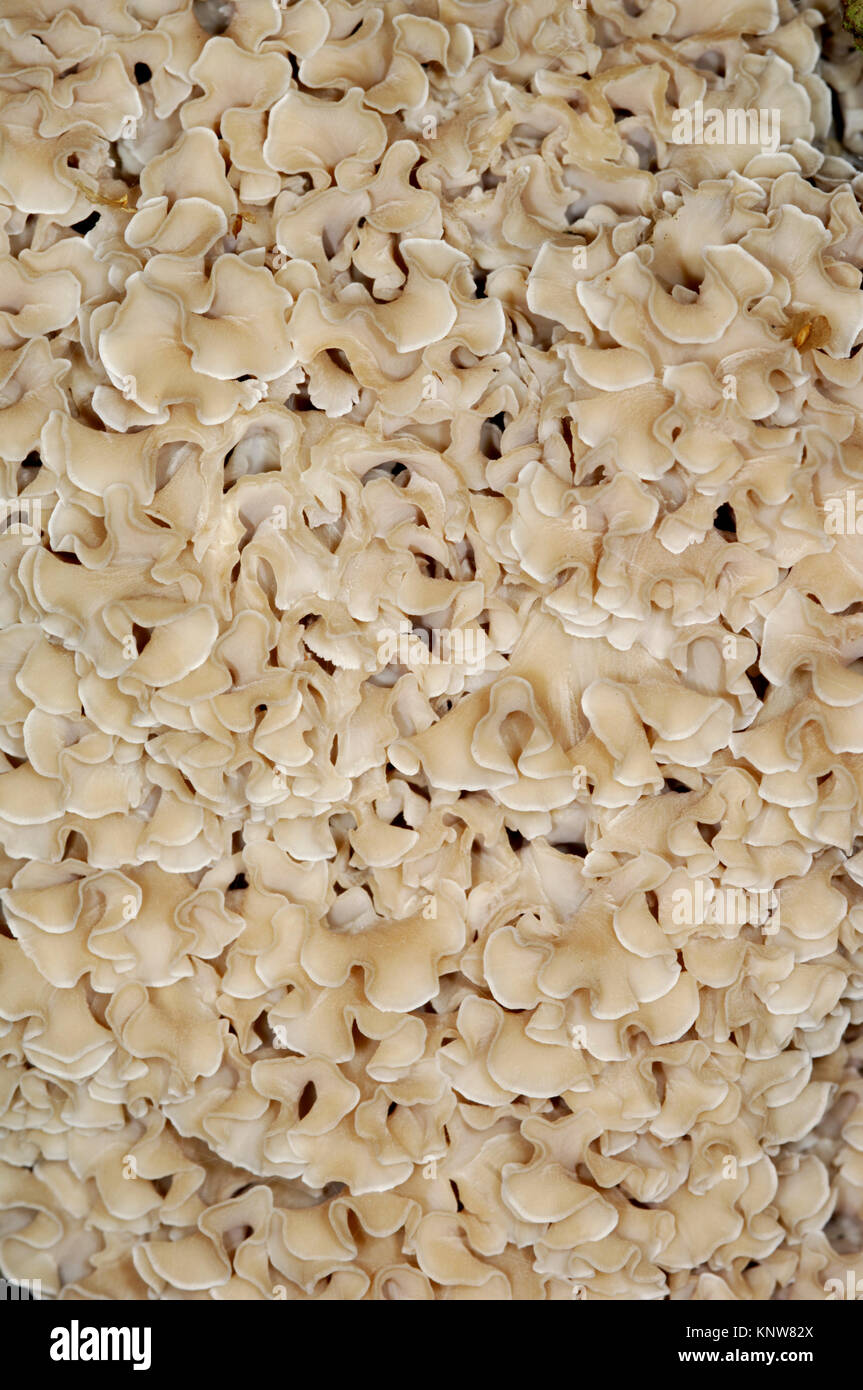 Cauliflower Fungus or Wood Cauliflower - Sparassis crispa Stock Photo