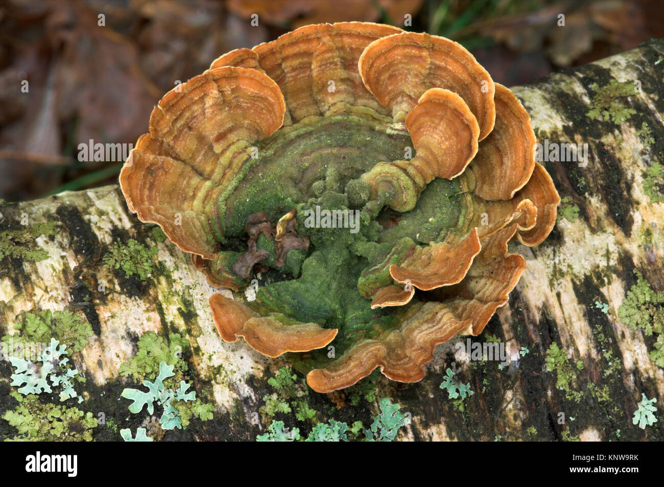Yellowing Curtain Crust - Stereum subtomentosum Stock Photo