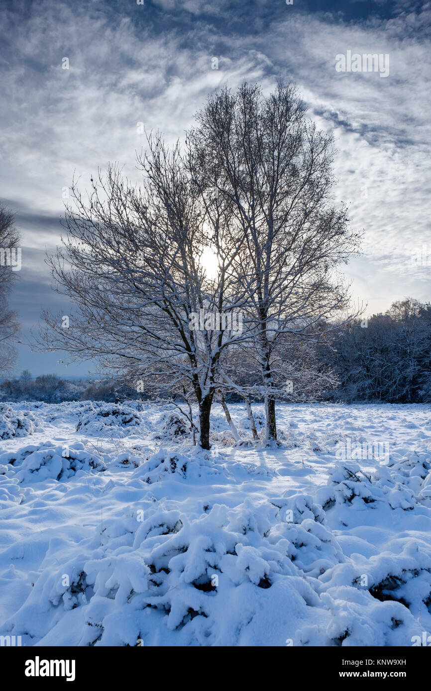 Snow on Poor's allotment fForest of Dean Gloucestershire uk. Stock Photo