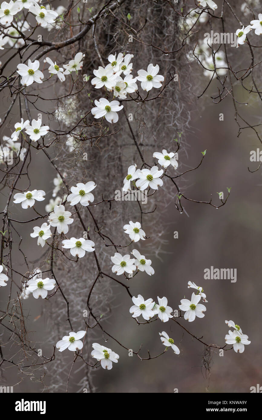 Flowering Dogwood (Cornus florida)  draped with Spanish Moss blooming in Congaree National Park, South Carolina. Stock Photo