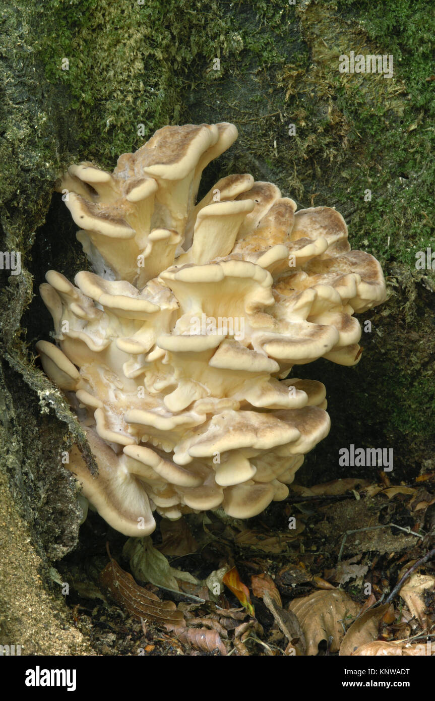 Hen of the Woods - Grifola frondosa Stock Photo