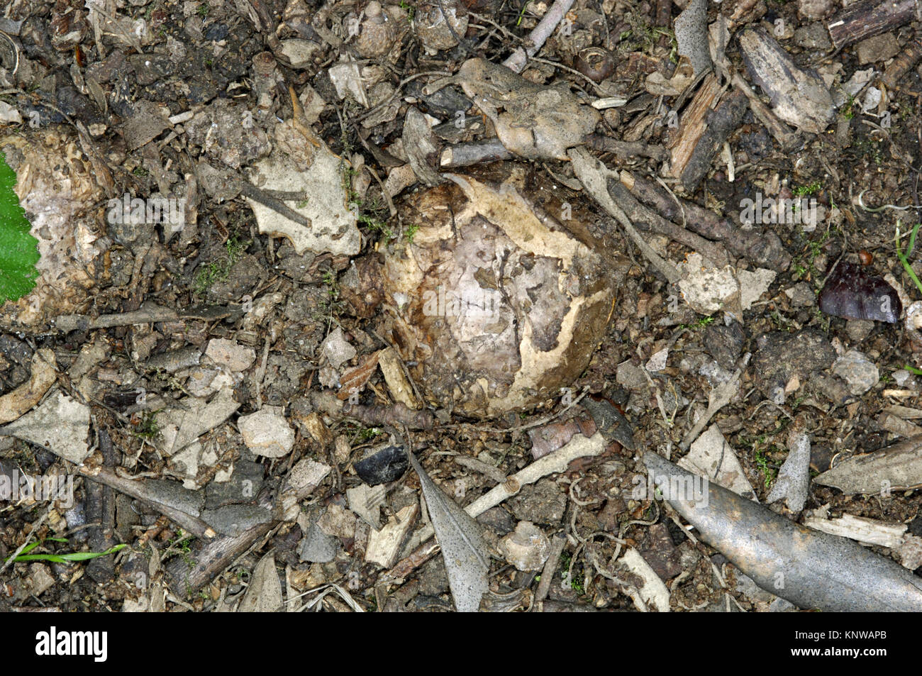 Barometer Earthstar Astraeus hygrometricus Stock Photo Alamy