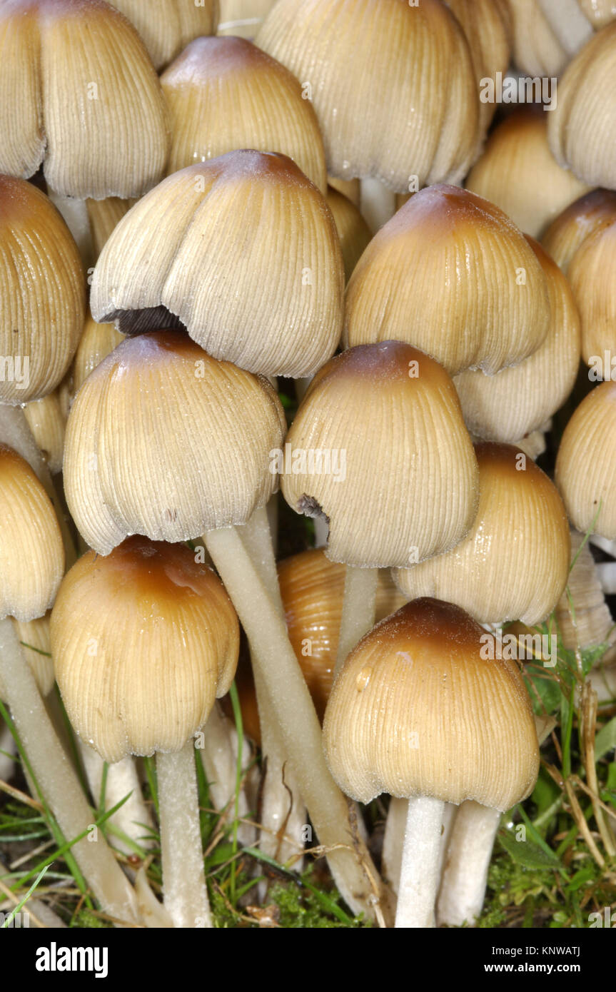 Common Inkcap - Coprinopsis atramentaria Stock Photo