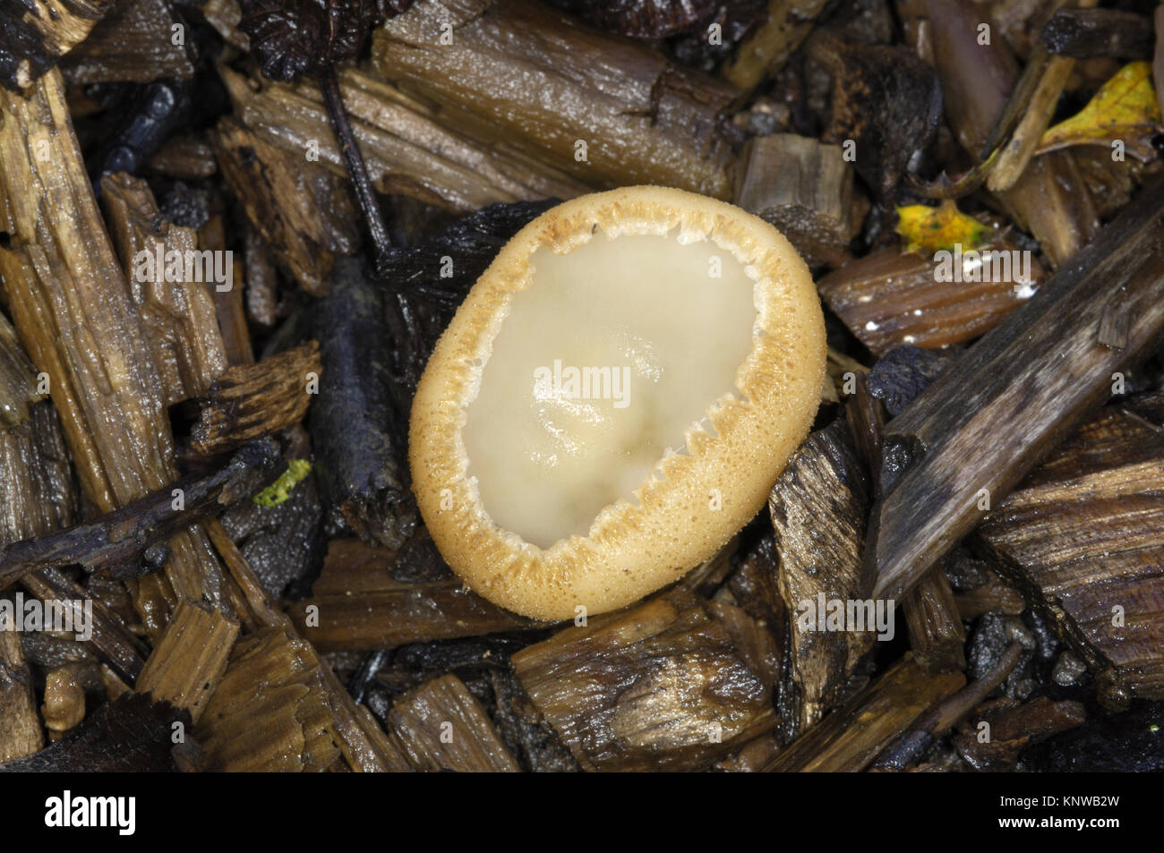 Toothed Cup - Tarzetta cupularis Stock Photo
