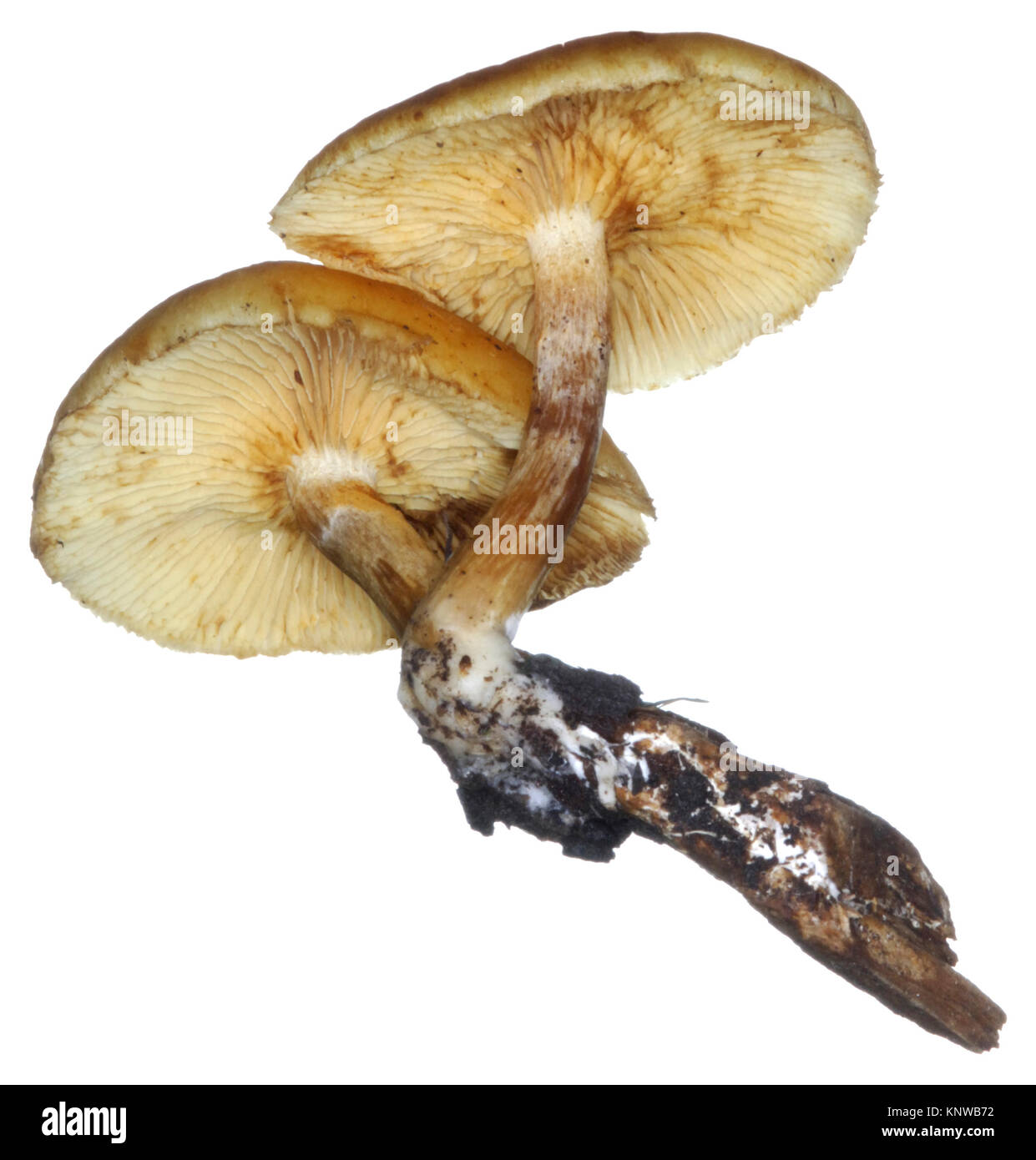 Common Rustgill - Gymnopilus penetrans Stock Photo