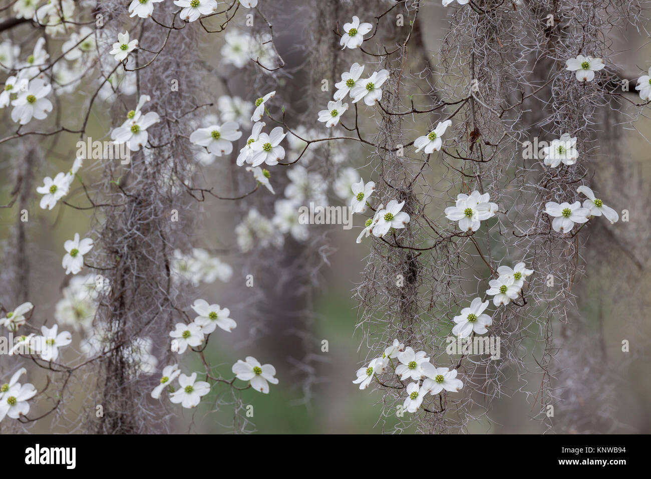 Flowering Dogwood (Cornus florida)  draped with Spanish Moss blooming in Congaree National Park, South Carolina. Stock Photo