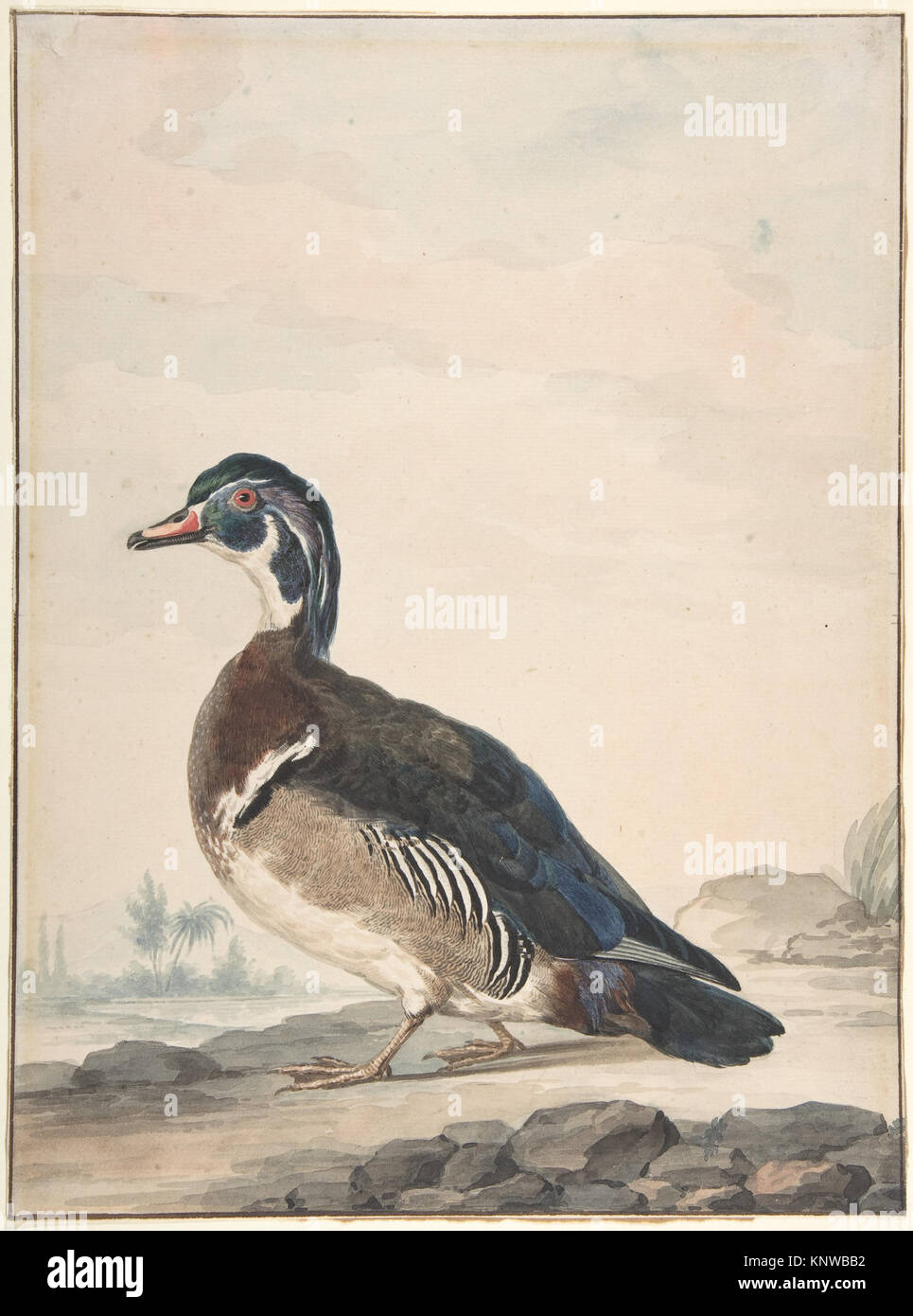 Illustration of a duck from MET DP800684, showing detailed naturalistic ...