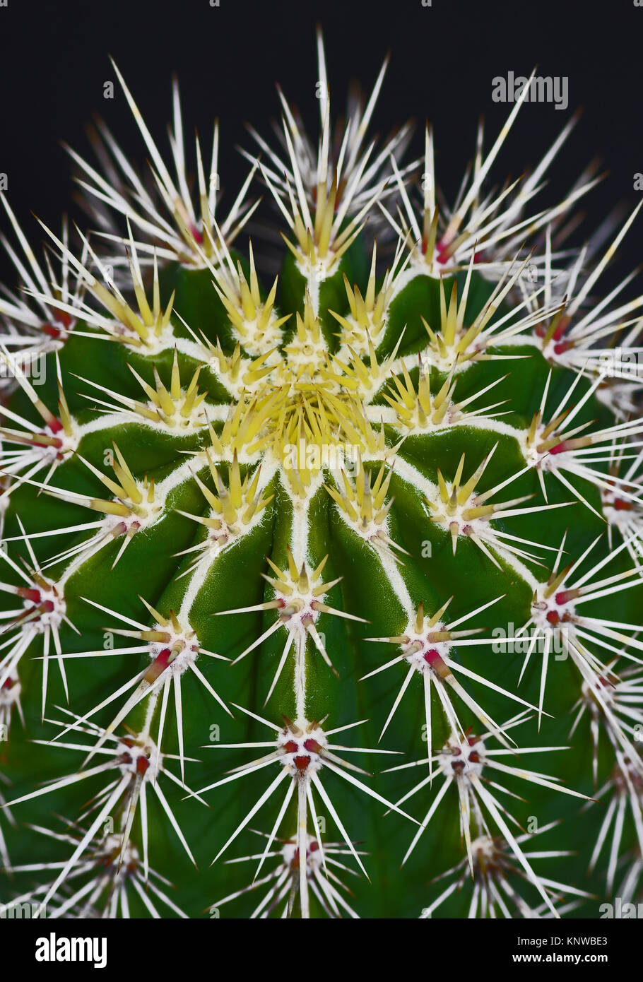 Close up of the top of a cactus Stock Photo