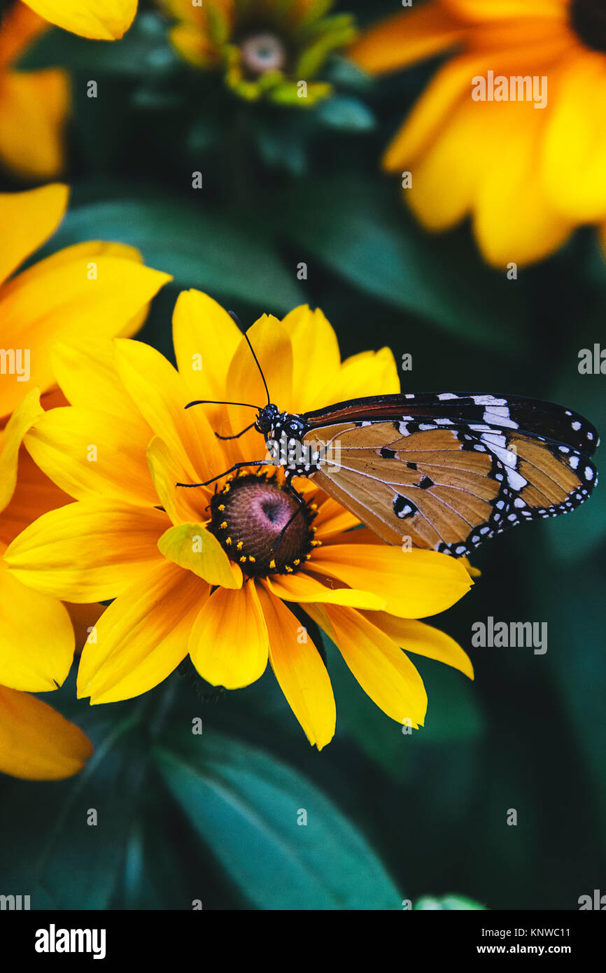 Monarch butterfly on a flower Stock Photo