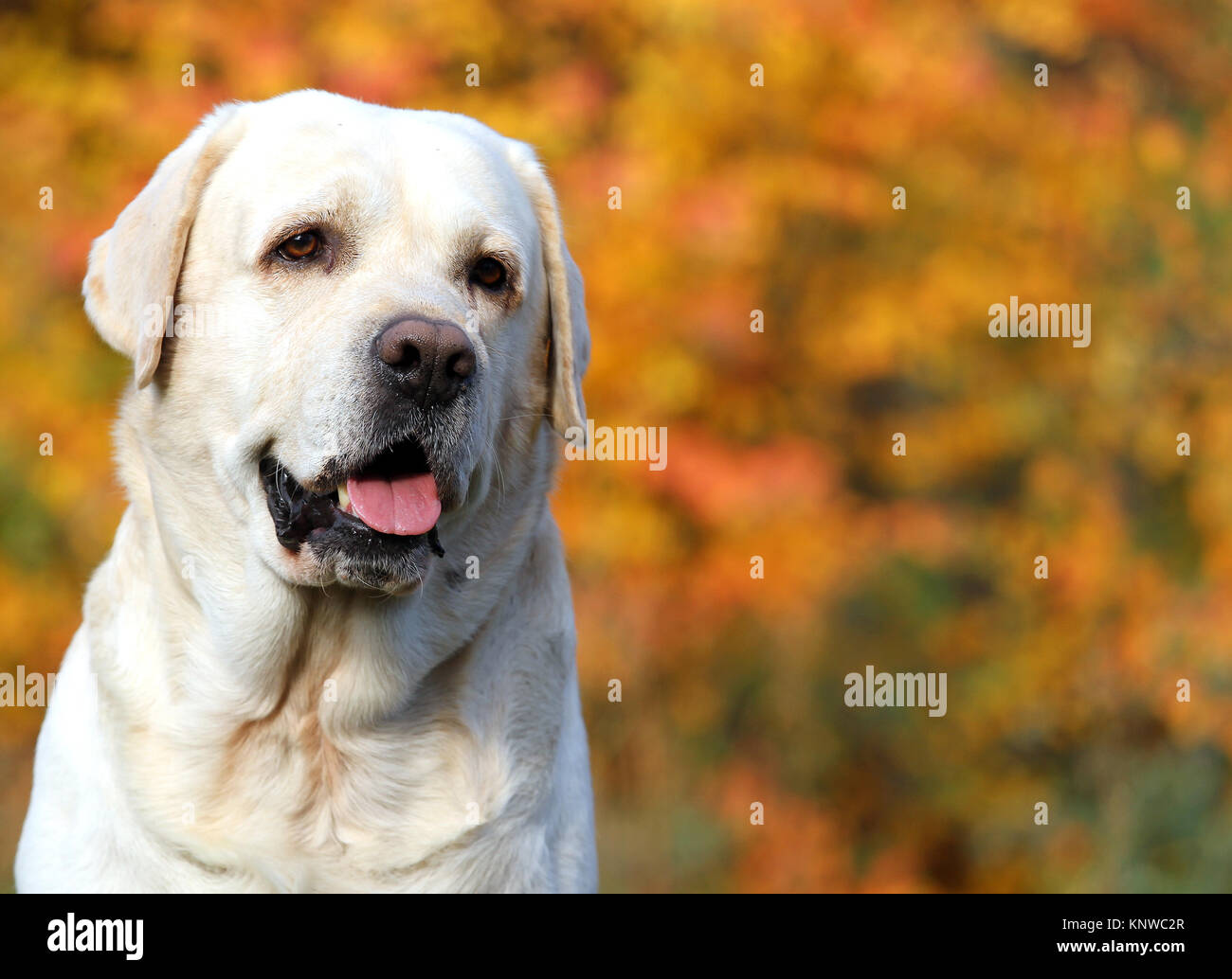nice yellow labrador in the park in autumn Stock Photo - Alamy