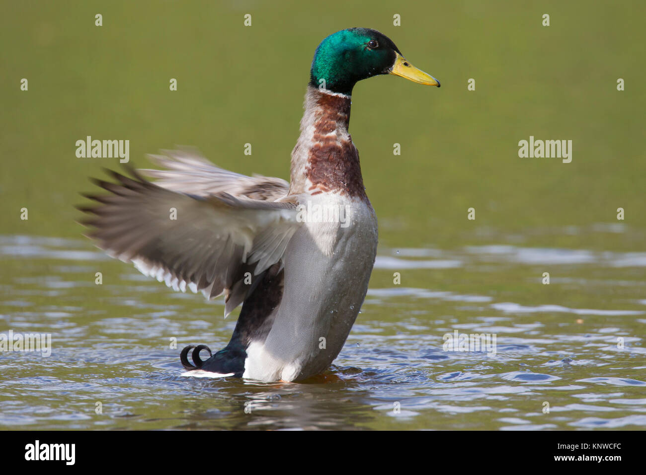 Mallard / Wild Duck (Anas platyrhynchos) male / drake in lake flapping wings Stock Photo