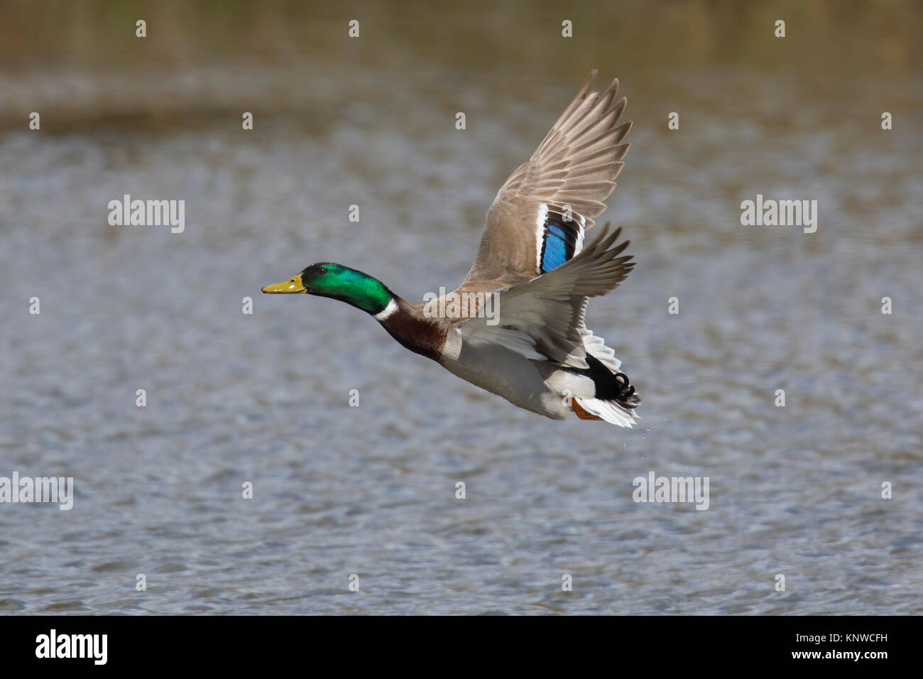 Mallard / Wild Duck (Anas platyrhynchos) male / drake taking off from water in lake Stock Photo