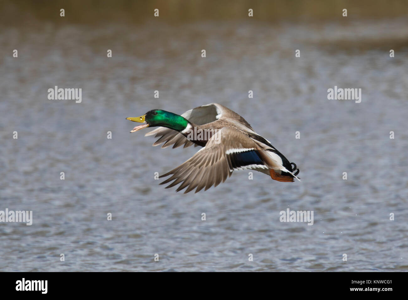 Mallard / Wild Duck (Anas platyrhynchos) male / drake calling while taking off from water in lake Stock Photo