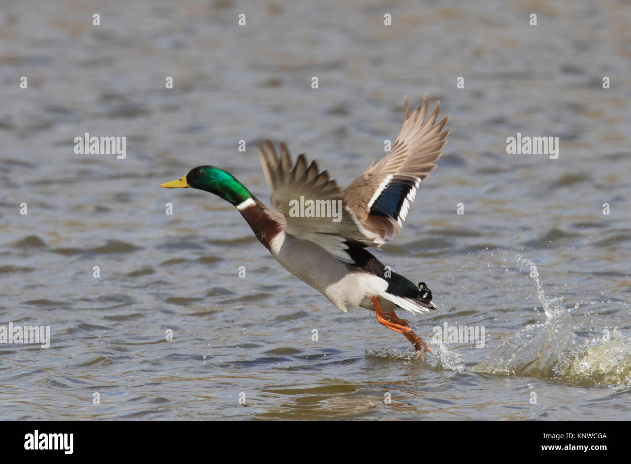 Mallard / Wild Duck (Anas platyrhynchos) male / drake taking off from water in lake Stock Photo