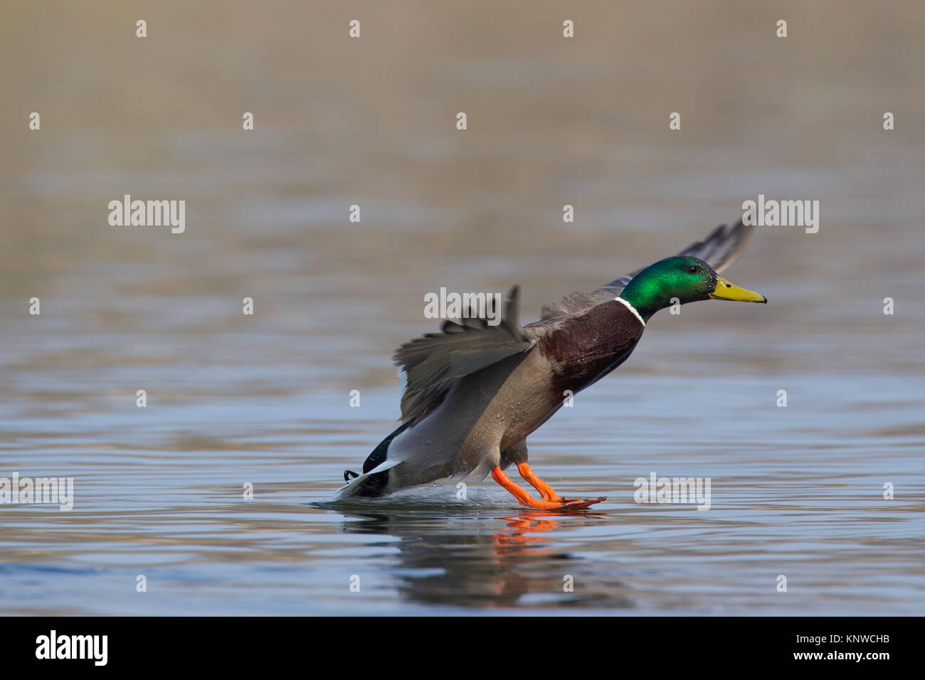 Mallard / Wild Duck (Anas platyrhynchos) male / drake landing in water of lake with open wings and legs stretched forward Stock Photo