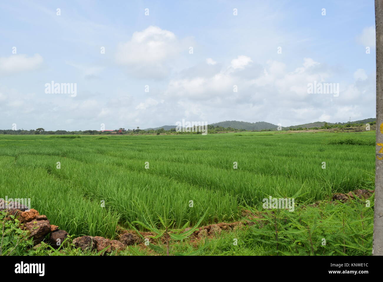 Green farms for farm house or farms for sale photos. Beautiful farms full of greenery and mountain view. Beautiful farm background with cloudy sky. Stock Photo