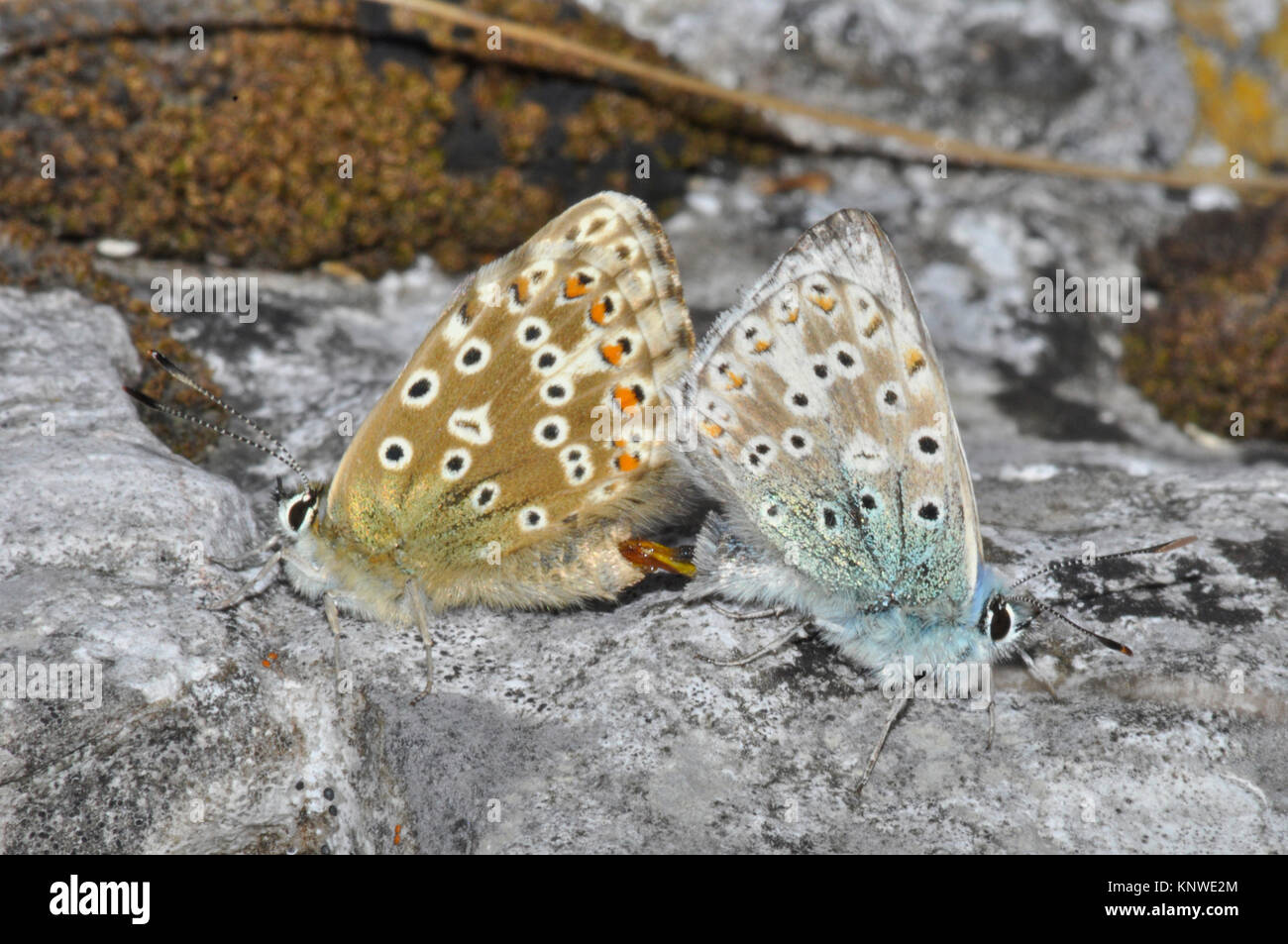 Chalkhill Blue, butterfly, 'Polyommatus coridon',mating,July and August,limestone grasslands, Somerset,England ,UK Stock Photo