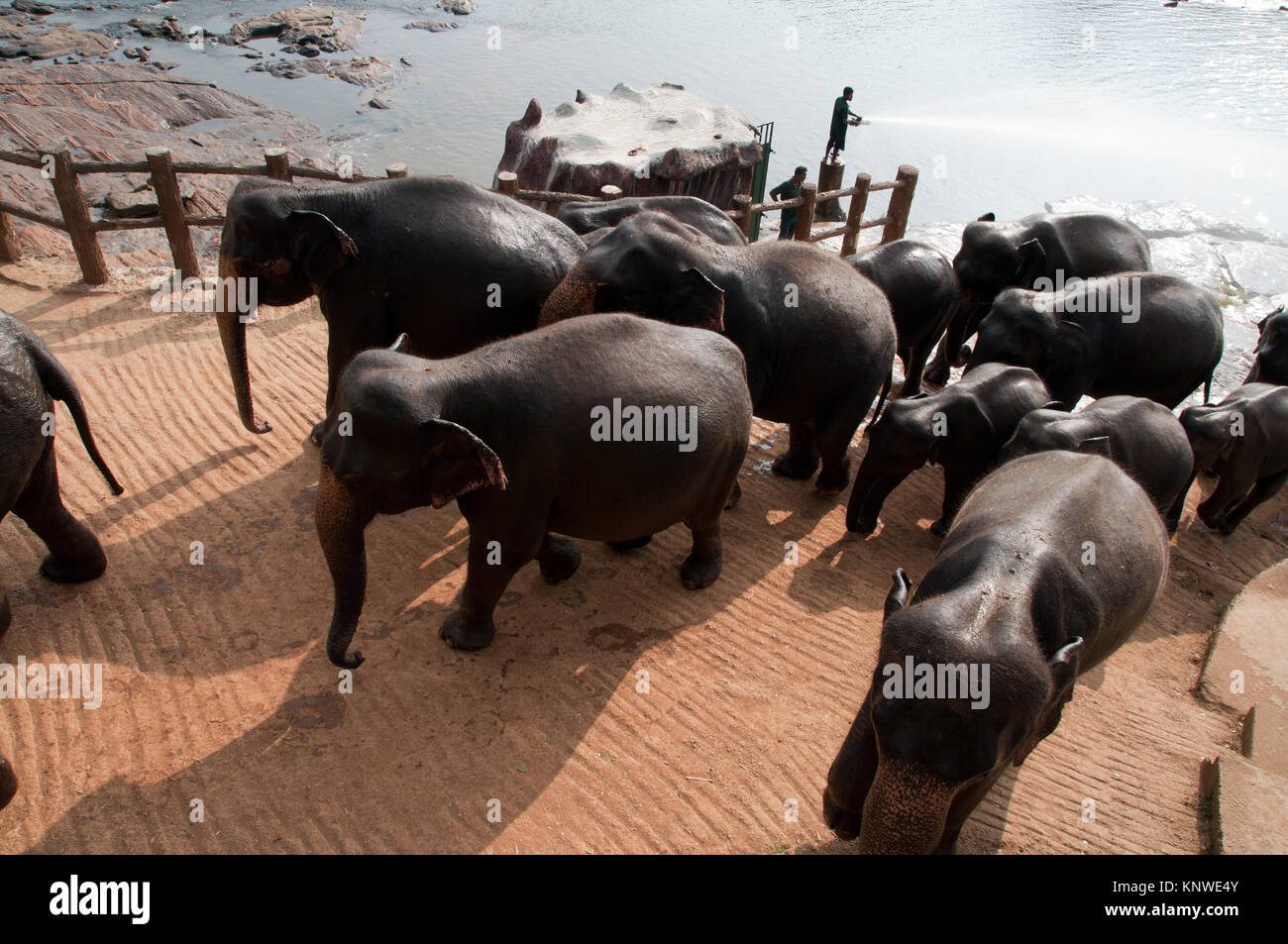 Herd Of Asian Elephants At The Pinnawela Elephant Orphanage Walking ...